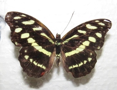 Catonephele mexicana