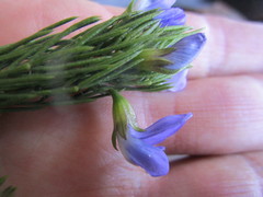 Psoralea speciosa