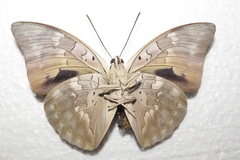 Archaeoprepona demophoon