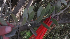 Aetanthus mutisii