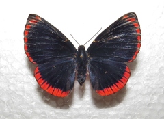 Lyropteryx lyra