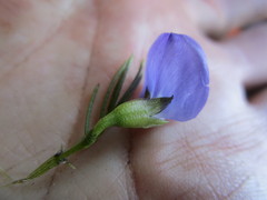 Psoralea speciosa