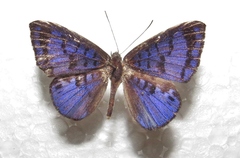 Hypophylla argenissa