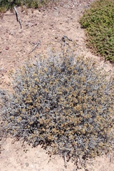 Helichrysum rosum