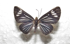 Riodininae