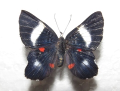 Cyrenia martia
