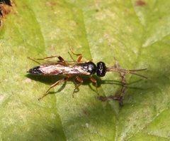 Tycherus ischiomelinus