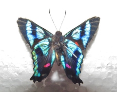 Ancyluris jurgensenii jurgensenii
