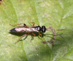Tycherus ischiomelinus
