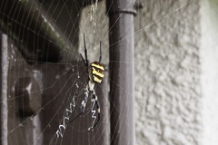 Argiope amoena