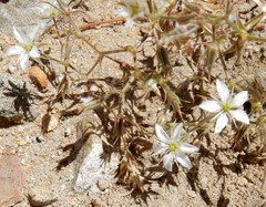 Sabulina nuttallii