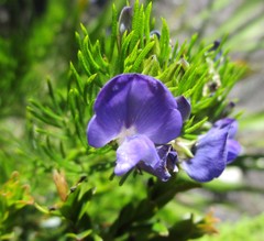 Psoralea azuroides