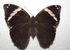 Opsiphanes bogotanus