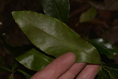 Denhamia celastroides