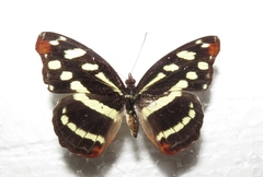 Catonephele mexicana