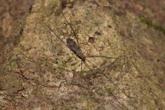 Amphineurus
