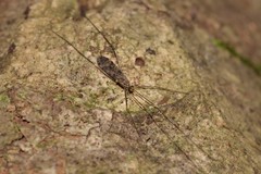 Amphineurus