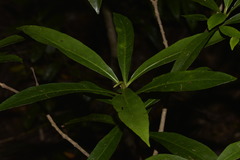 Atractocarpus benthamianus