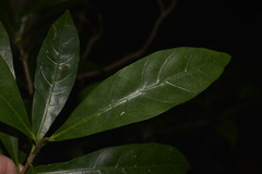Atractocarpus benthamianus