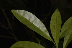 Atractocarpus benthamianus