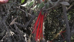 Aetanthus mutisii