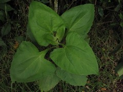 Smallanthus pyramidalis