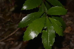 Polyosma cunninghamii