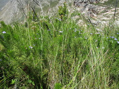 Psoralea azuroides
