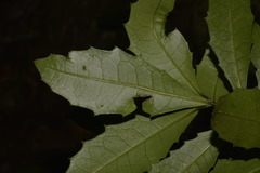 Polyosma cunninghamii