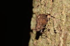 Cotylana angustifrons