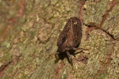 Cotylana angustifrons