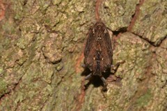 Cotylana angustifrons