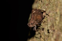 Cotylana angustifrons