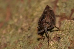 Cotylana angustifrons