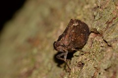 Cotylana angustifrons