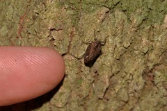 Cotylana angustifrons