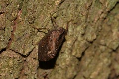 Cotylana angustifrons