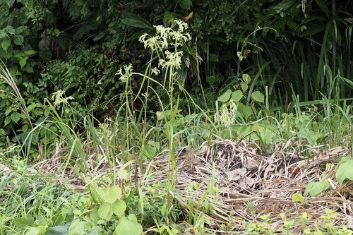 Scirpus wichurae iNat (1)