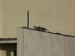 Streptopelia chinensis