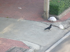 Corvus macrorhynchos