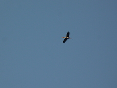 Mycteria leucocephala