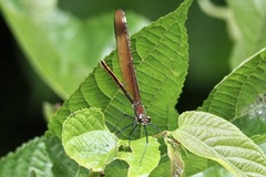 Calopteryx cornelia