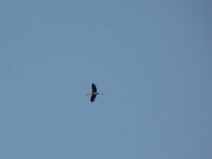 Mycteria leucocephala