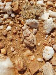 Trachypetrella anderssonii