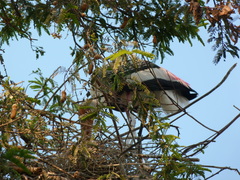 Mycteria leucocephala