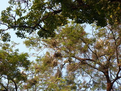 Mycteria leucocephala