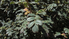 Polylepis quadrijuga