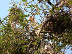 Mycteria leucocephala