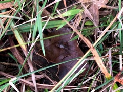 Allonemobius tinnulus