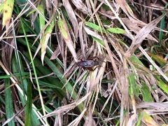 Allonemobius tinnulus